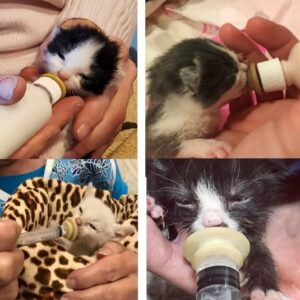 Best Pet Deals in Saudi Arabia